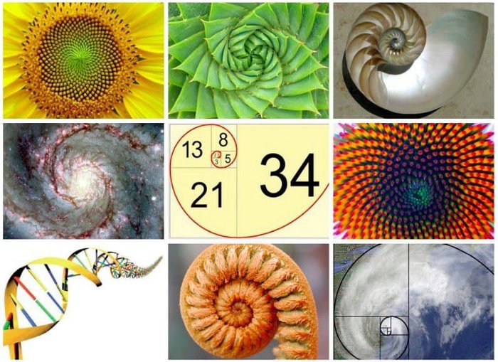 Fibonacci.jpeg